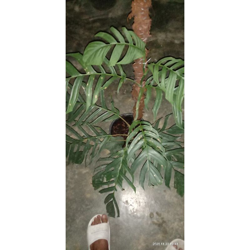 tanamanhias