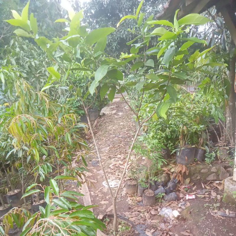 Bibit Jambu Kiojok 1,5 Meter