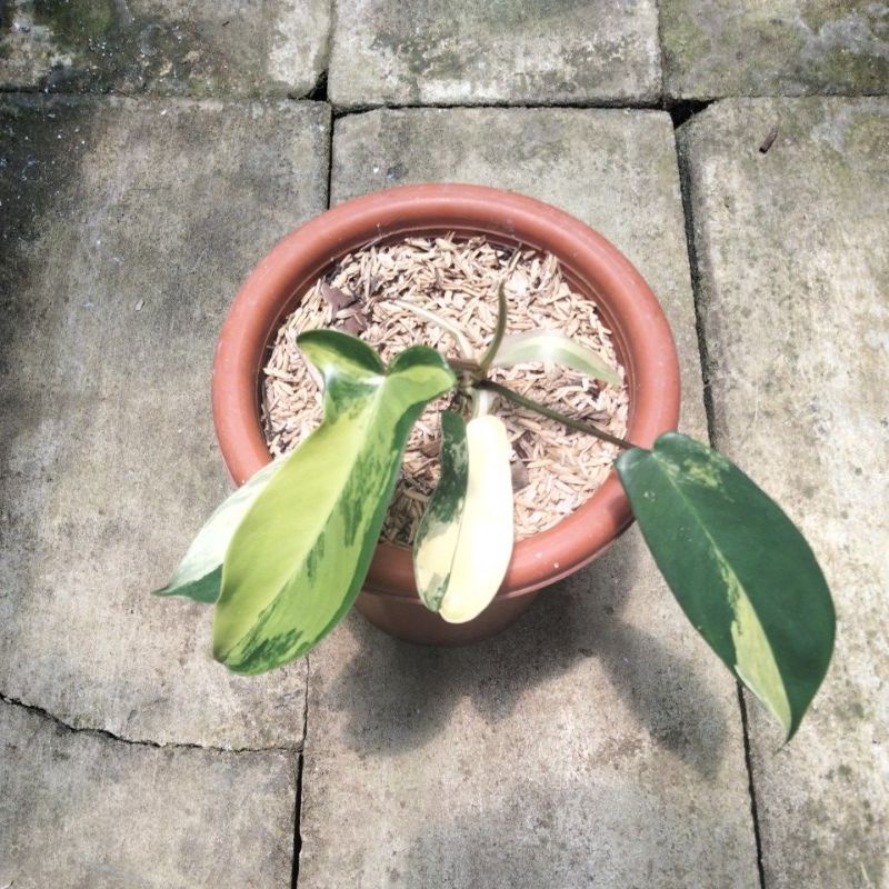 philodendron florida beauty