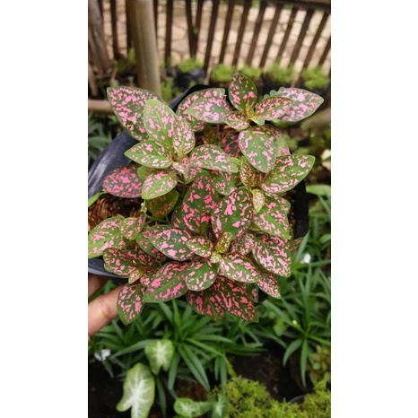 tanaman hipotes pink