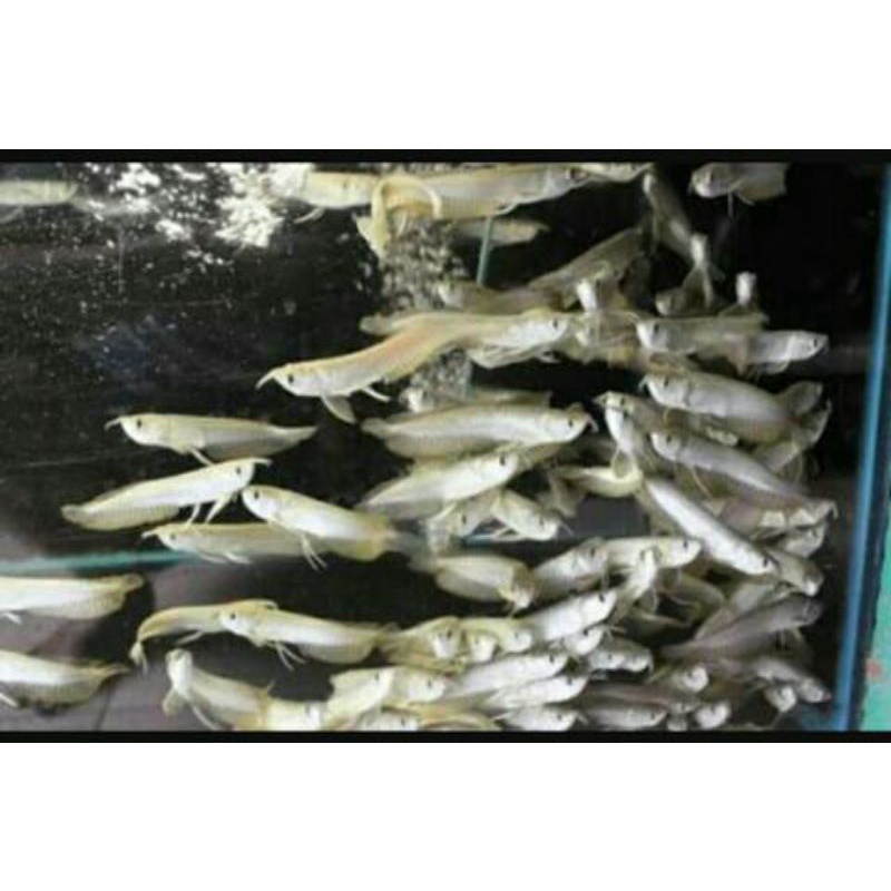 arwana silver red brazil 10cm