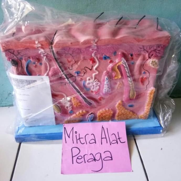 Model Kulit / Torso Kulit lge04