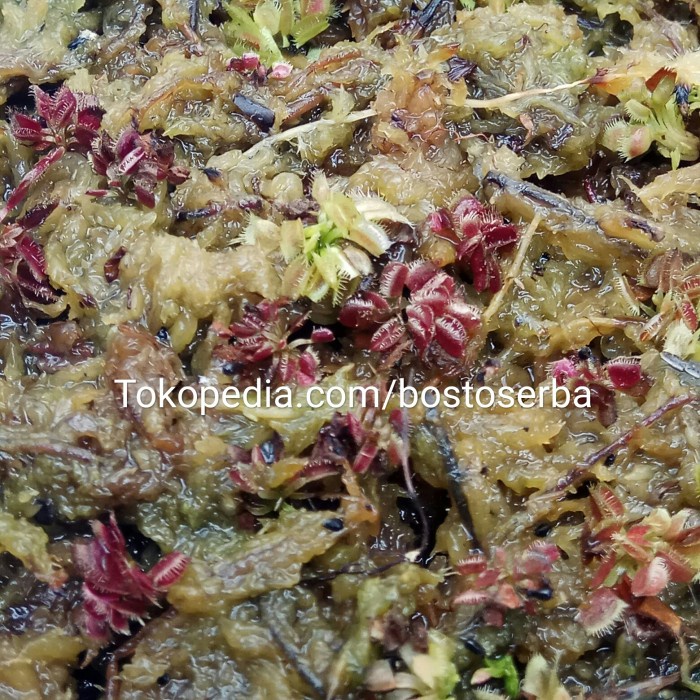 VENUS FLYTRAP KECIL / VFT RED UKURAN - +1,5CM SEEDGROWN ORIGINAL