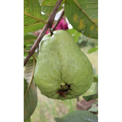 bibit jambu peach nanung