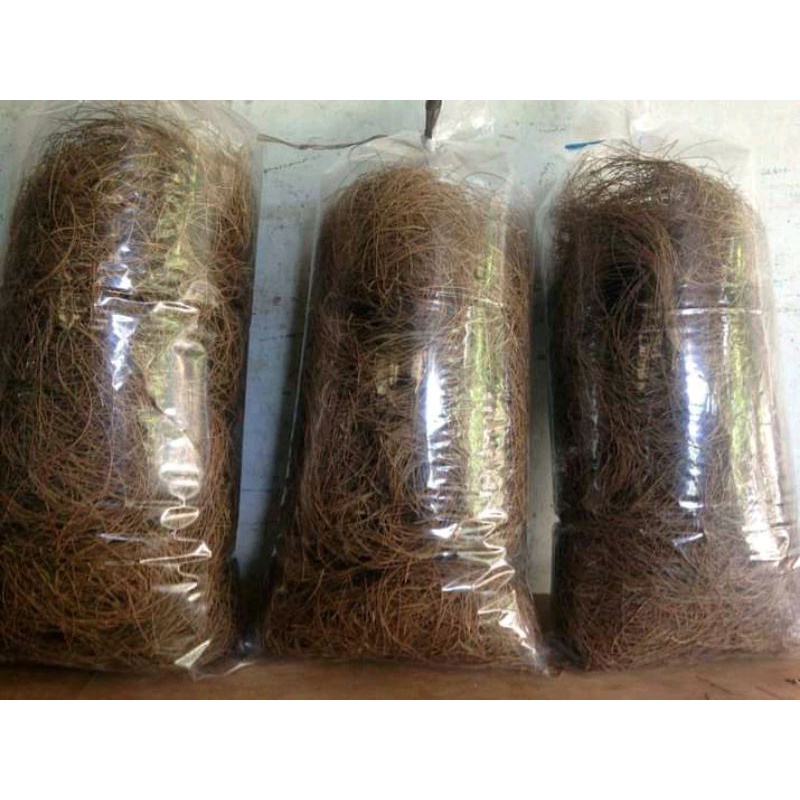 gratis daun cemara laut kering.100gram