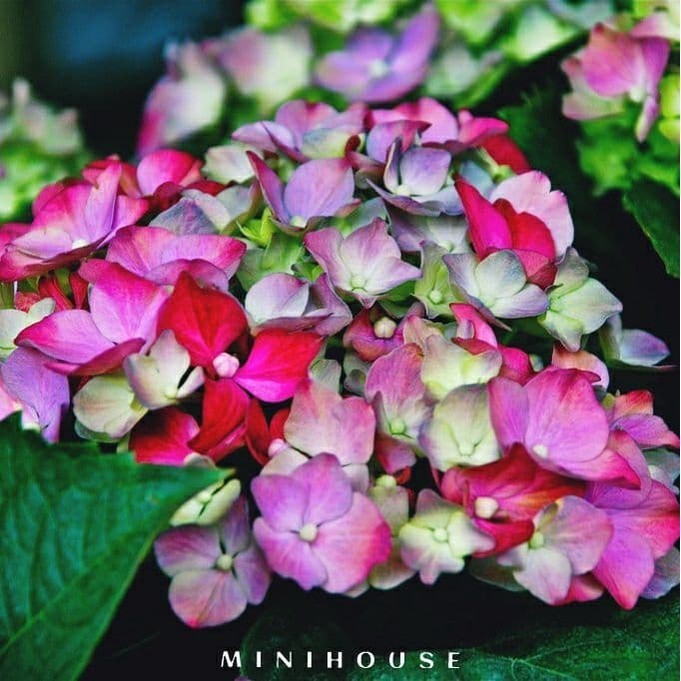 BENIH BIBIT BIJI BUNGA HYDRAGEA IMPORT