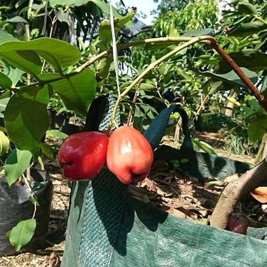 OBRAL TANAMAN jambu Dus