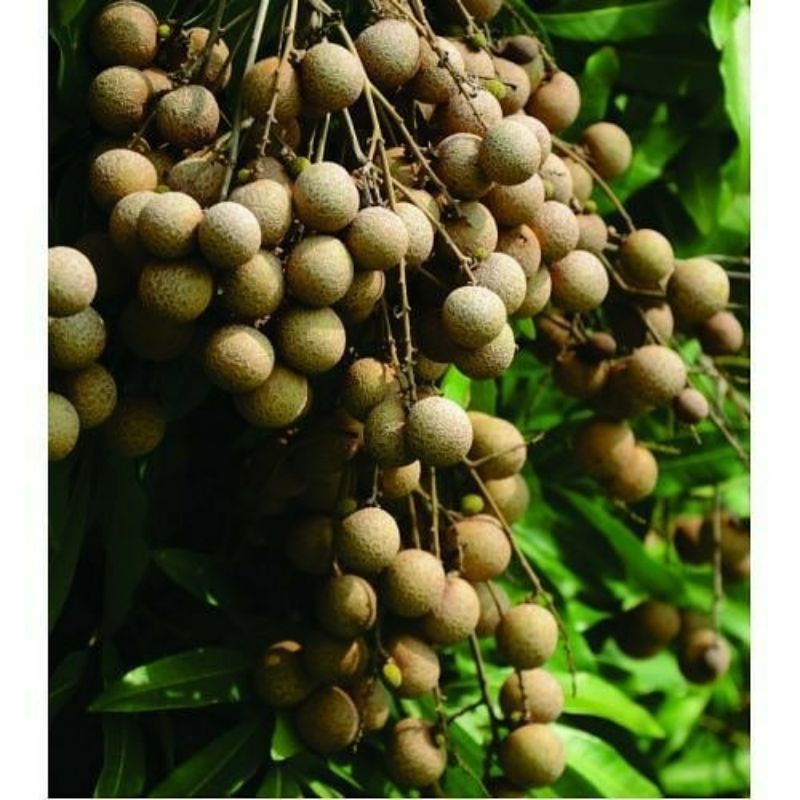 Bibit Buah klengkeng itoh