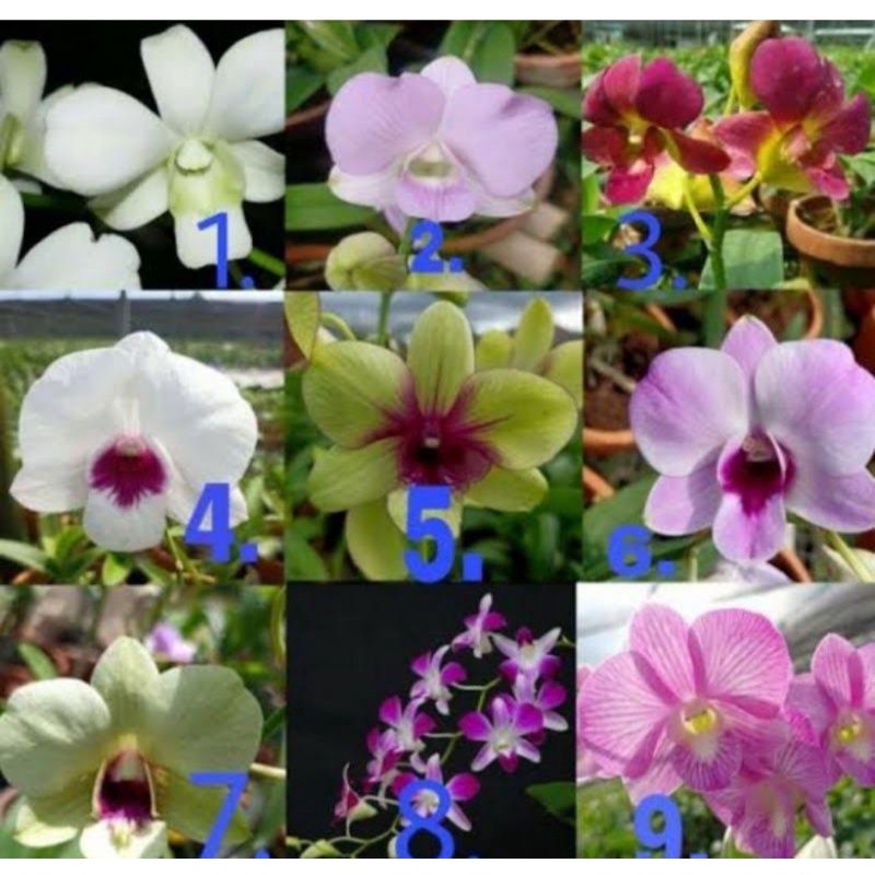 bundling dendrobium spike knop