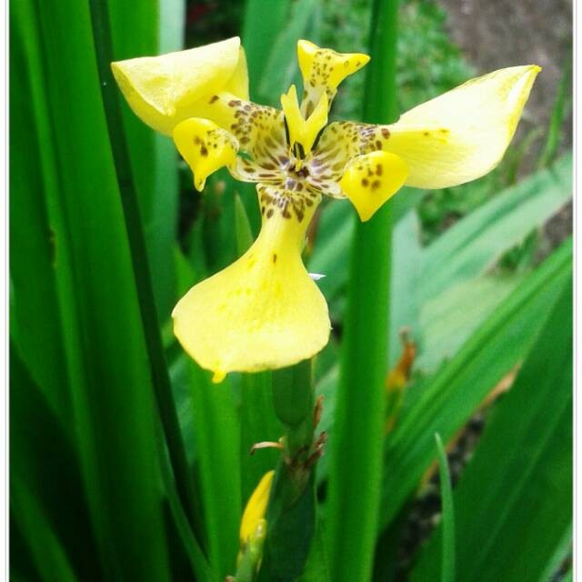 Bibit Airis/Iris Kuning