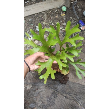 redleyi size M