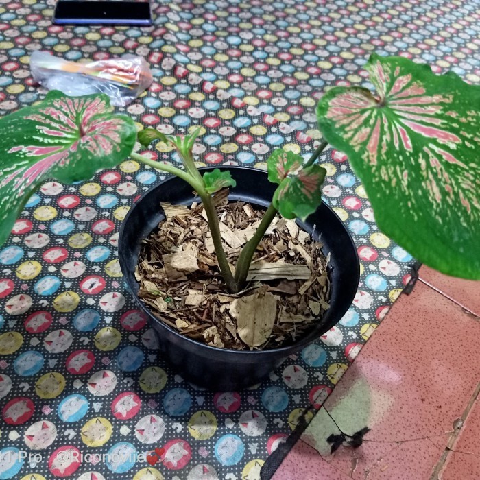 [COD] Tanaman Keladi Sayap Limited