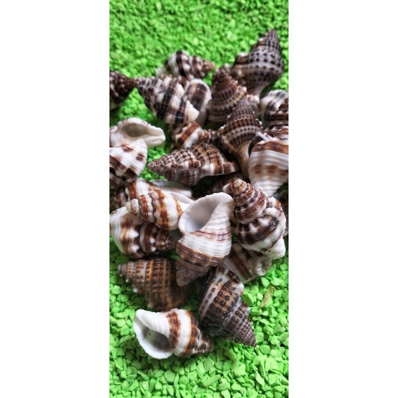 KEONG LOREK (100gr)