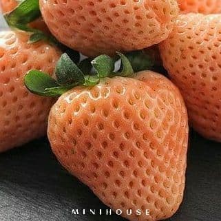 BENIH BIBIT BIJI ORANGE