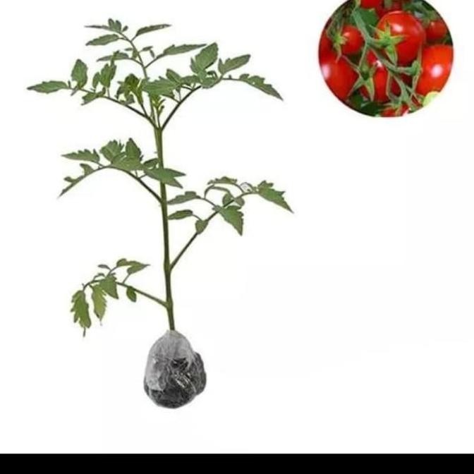 POHON bibit pohon buah BISA COD