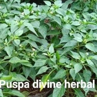 bibit pohon cabe rit ber siap buah EE25 BISA COD