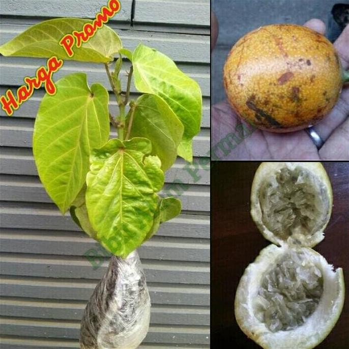 PREMIUM Bibit Tanaman Buah Markisa