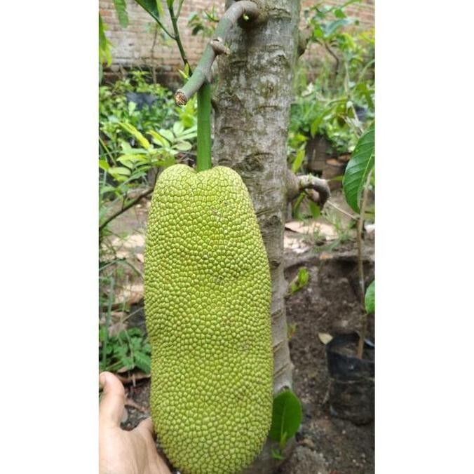 Bibit Buah Nangkadak SUPER MMMM VALID