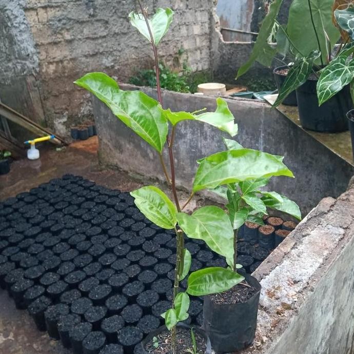 Bibit pohon markisa - pohon buah BISA COD