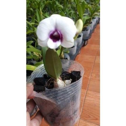 Promo dendrobium mini pure glory spike kenop mekar COD