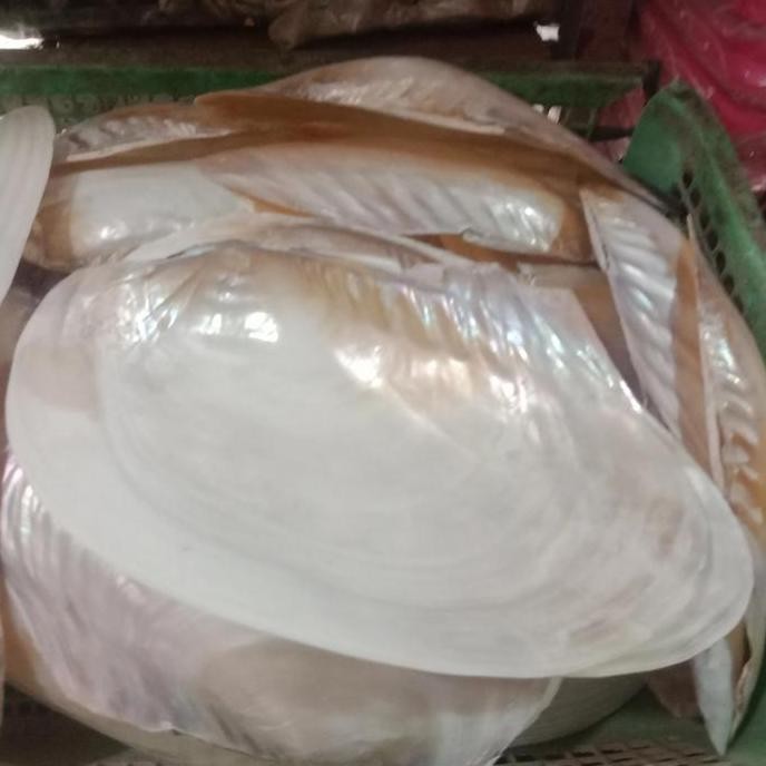 ready kulit mutiara tawar