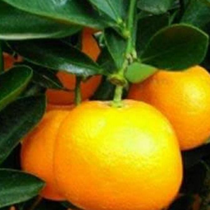 PREMIUM bibit jeruk sunkis bebunga/buah