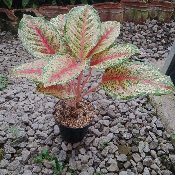 aglonema sweet dream dewasa