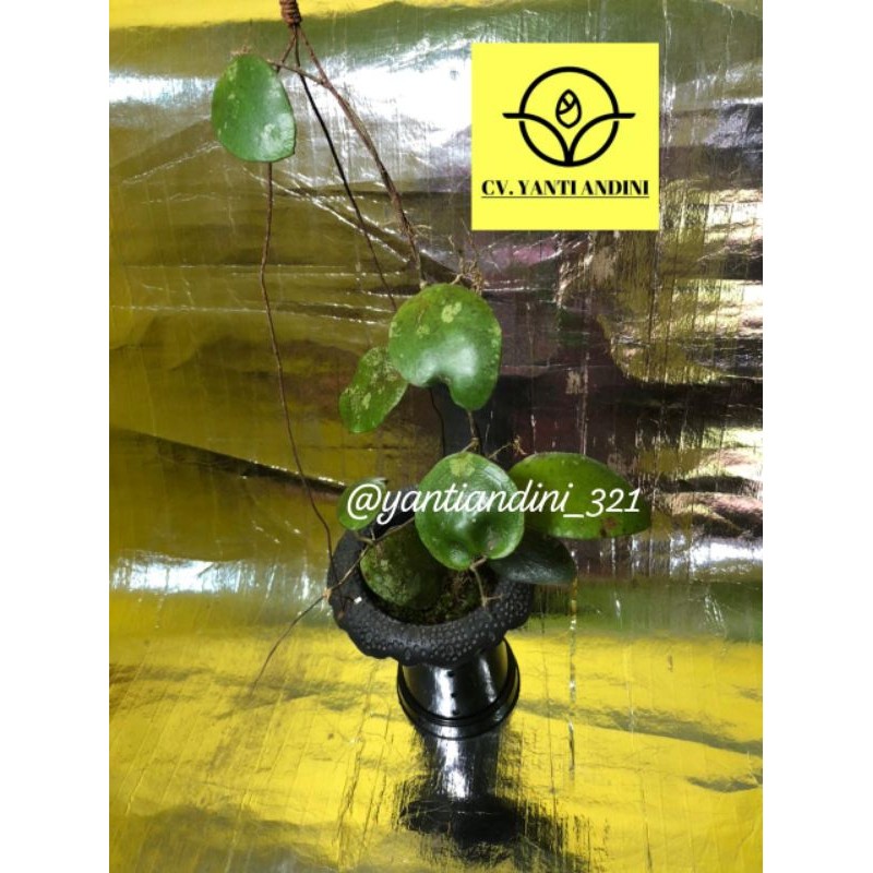 Hoya Bencaii Green