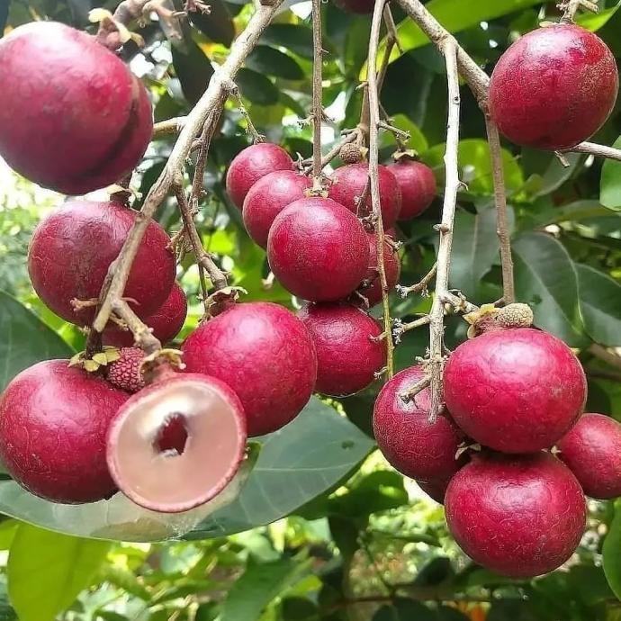 (Allthebest) Bibit kelengkeng merah ruby longan unggul