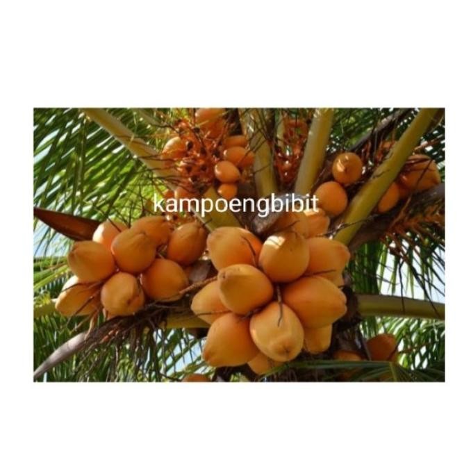 bibit kelapa kerdil A2 PREMIUM