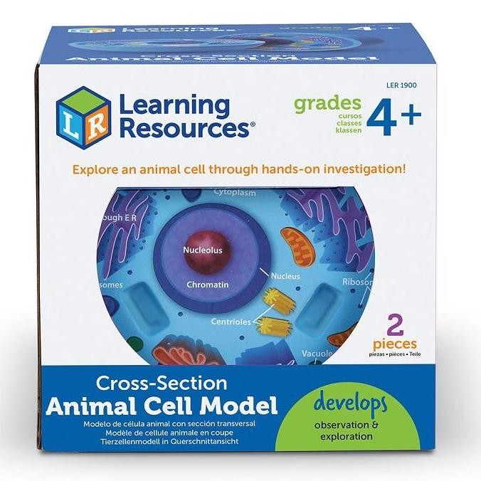 TERMURAH - Learning Resources Cross-Section Animal Cell Model