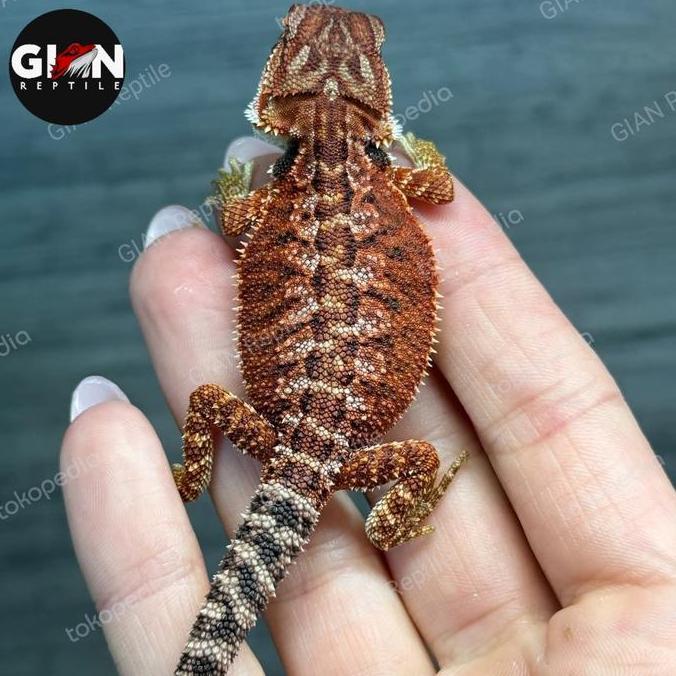 Deepanim- Bearded Dragon Darkred