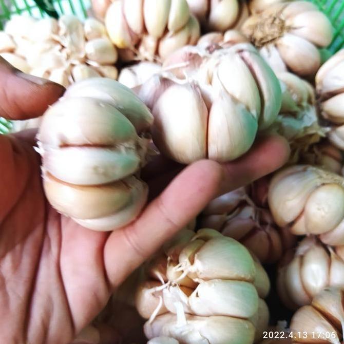 Bawang Putih