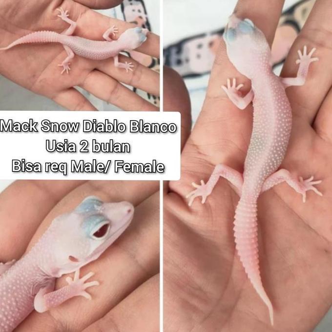 Deepanim- Leopard Gecko Macksnow Diablo Blanco (Msdb)