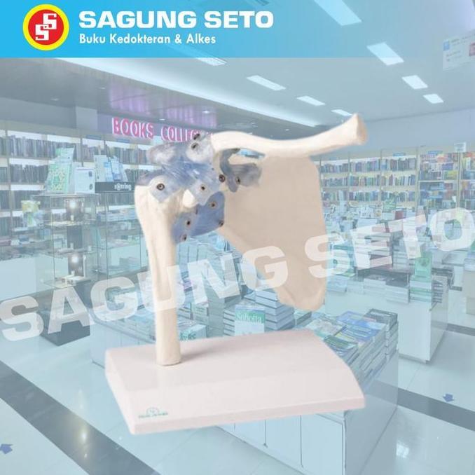 MODEL SHOULDER JOINT W- DETACHABLE LIGAMENTS / MODEL SENDI BAHU
