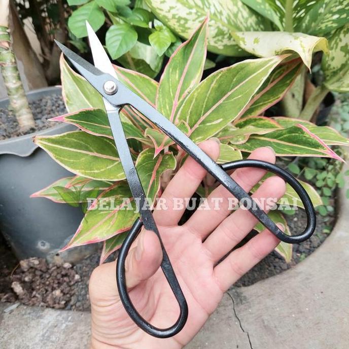 gunting daun dan dahan