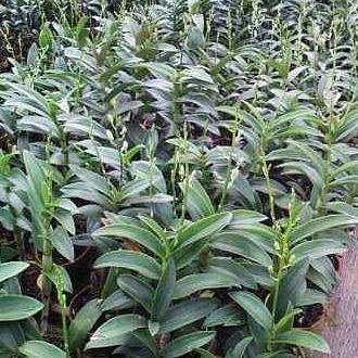 anggrek dendrobium murah
