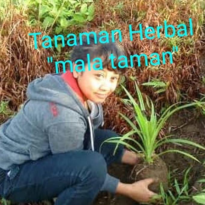 Tanaman pandan duri
