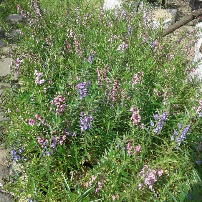 tanaman hias/ lavender