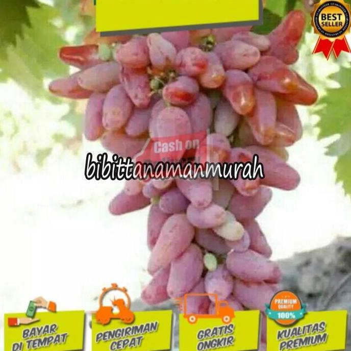 Bibit anggur import transfiguration