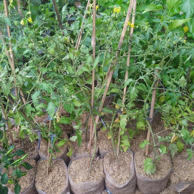 Bibit tanaman tomat sayur
