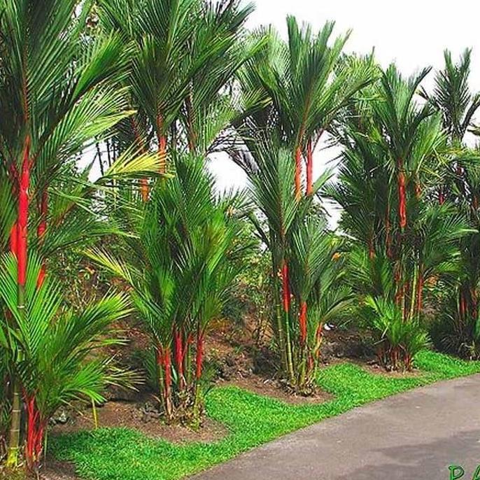 Tanaman Palem Merah
