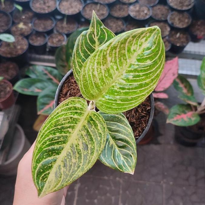 Aglonema Asri putih