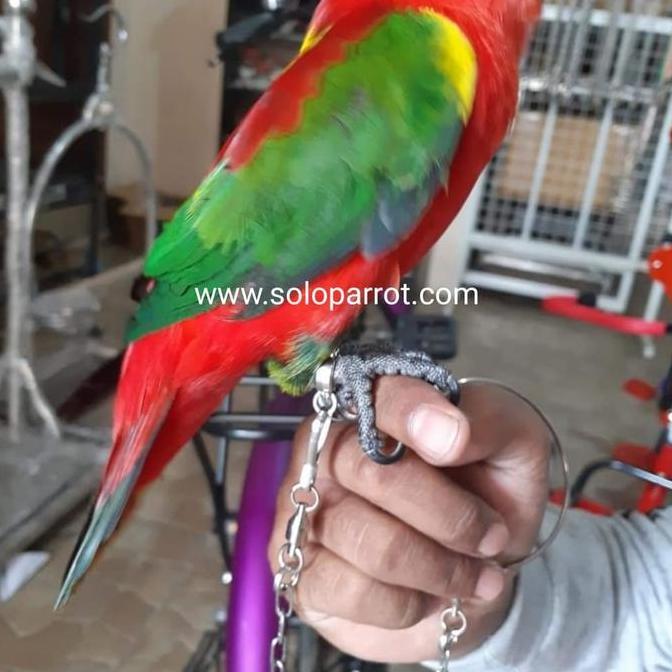 NEW - Rantai buat burung Parrot Small Medium