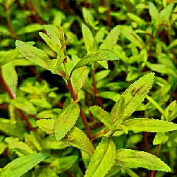 Limnophila sp. Belem - Emersed