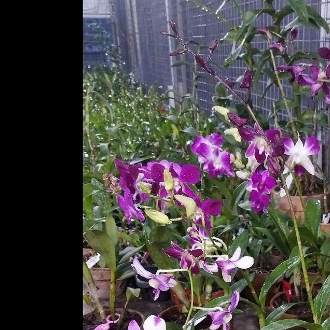 Promo Dendrobium Live Ongkir 1Kg Cod