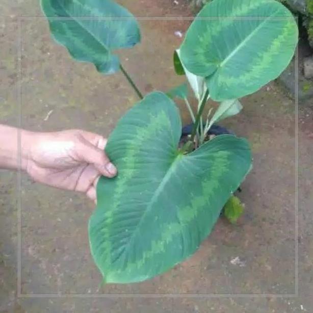 keladi homalomena sp hutan