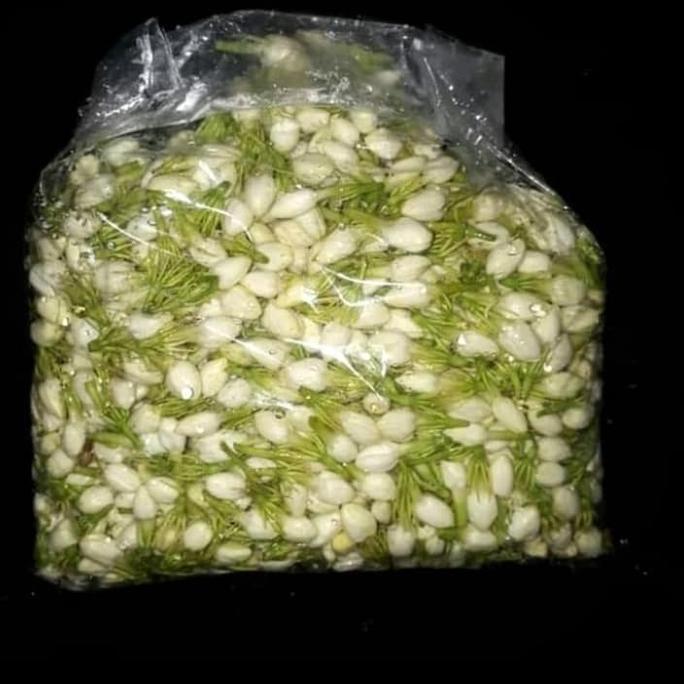 bunga melati LJ