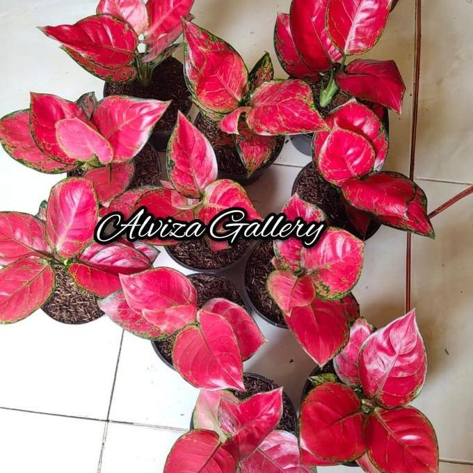 Bibit aglonema Red anjamani