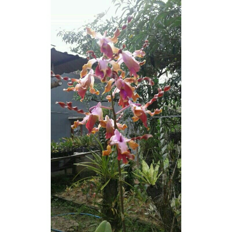 Anggrek Dendrobium Lasiantera sp